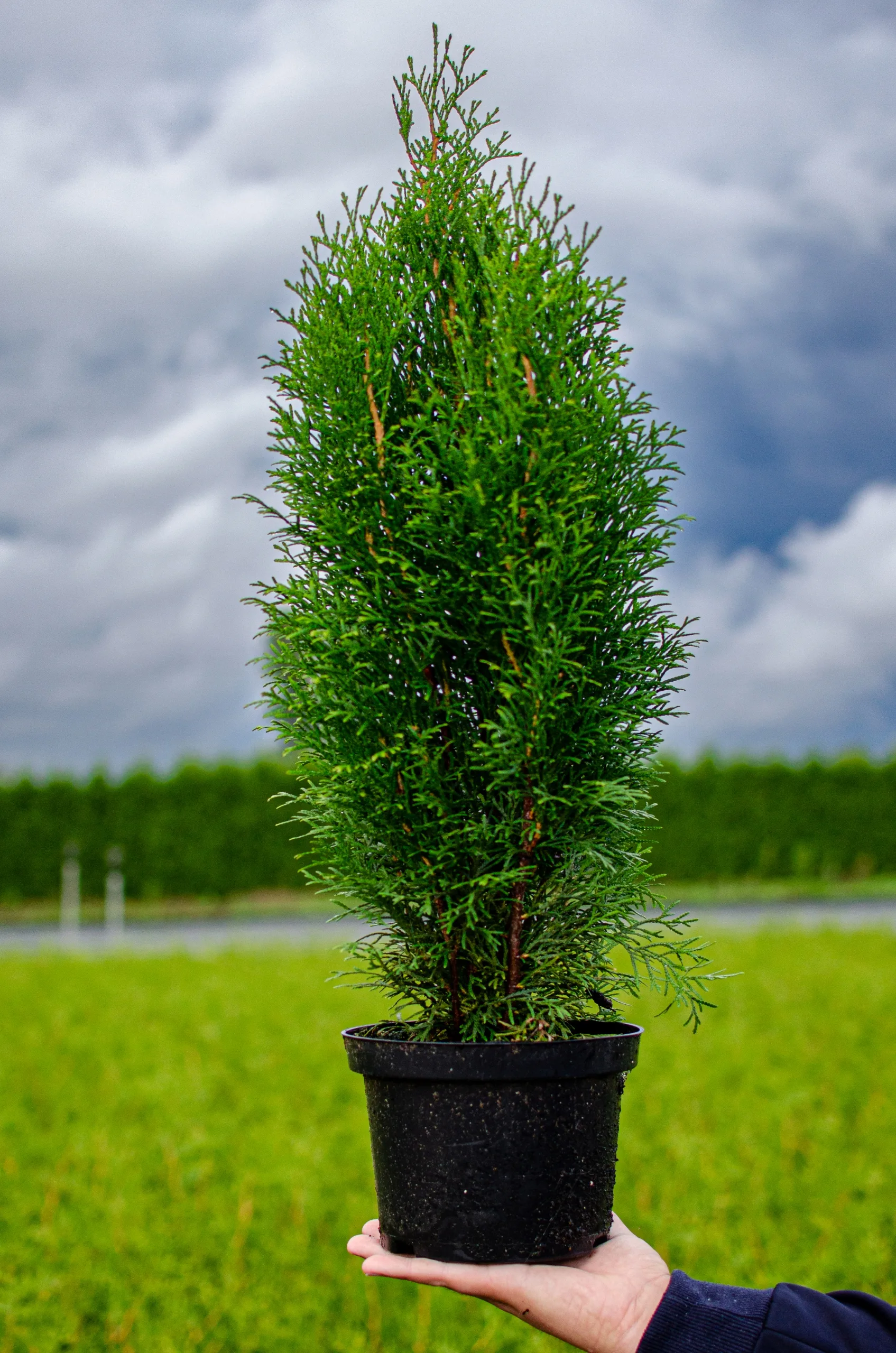 Зимостойкие сорта