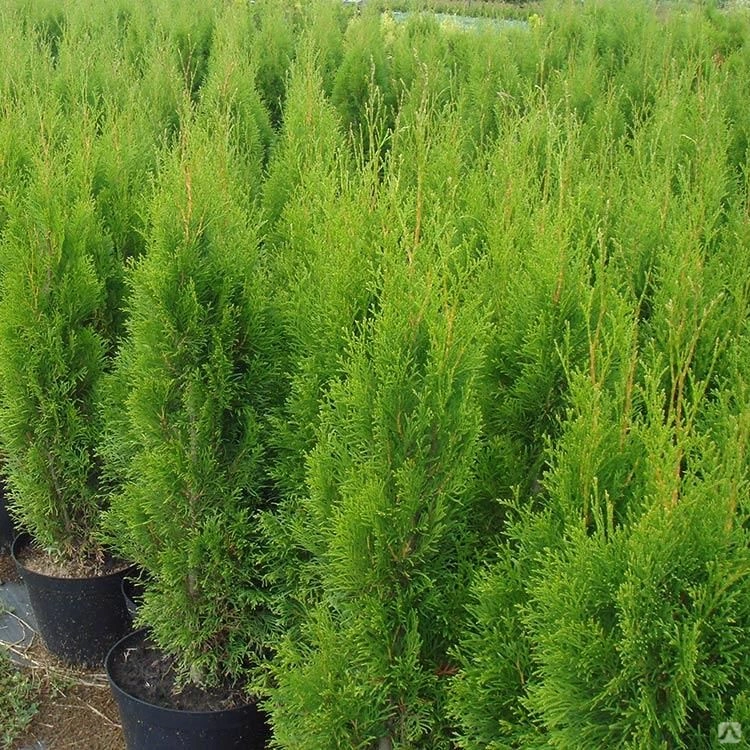 Живая изгородь