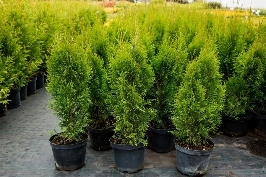 Туя до и после посадки